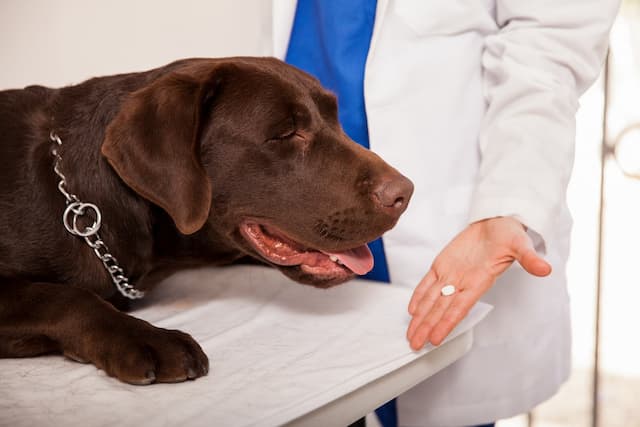 ¡Mantén a tu mejor amigo a salvo! Consejos para la prevención de enfermedades parasitarias en perros