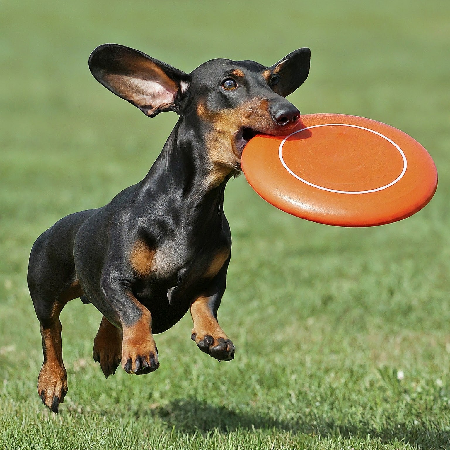 Cómo Mantener a Tu Perro en Forma: Consejos Prácticos para el Control de Peso