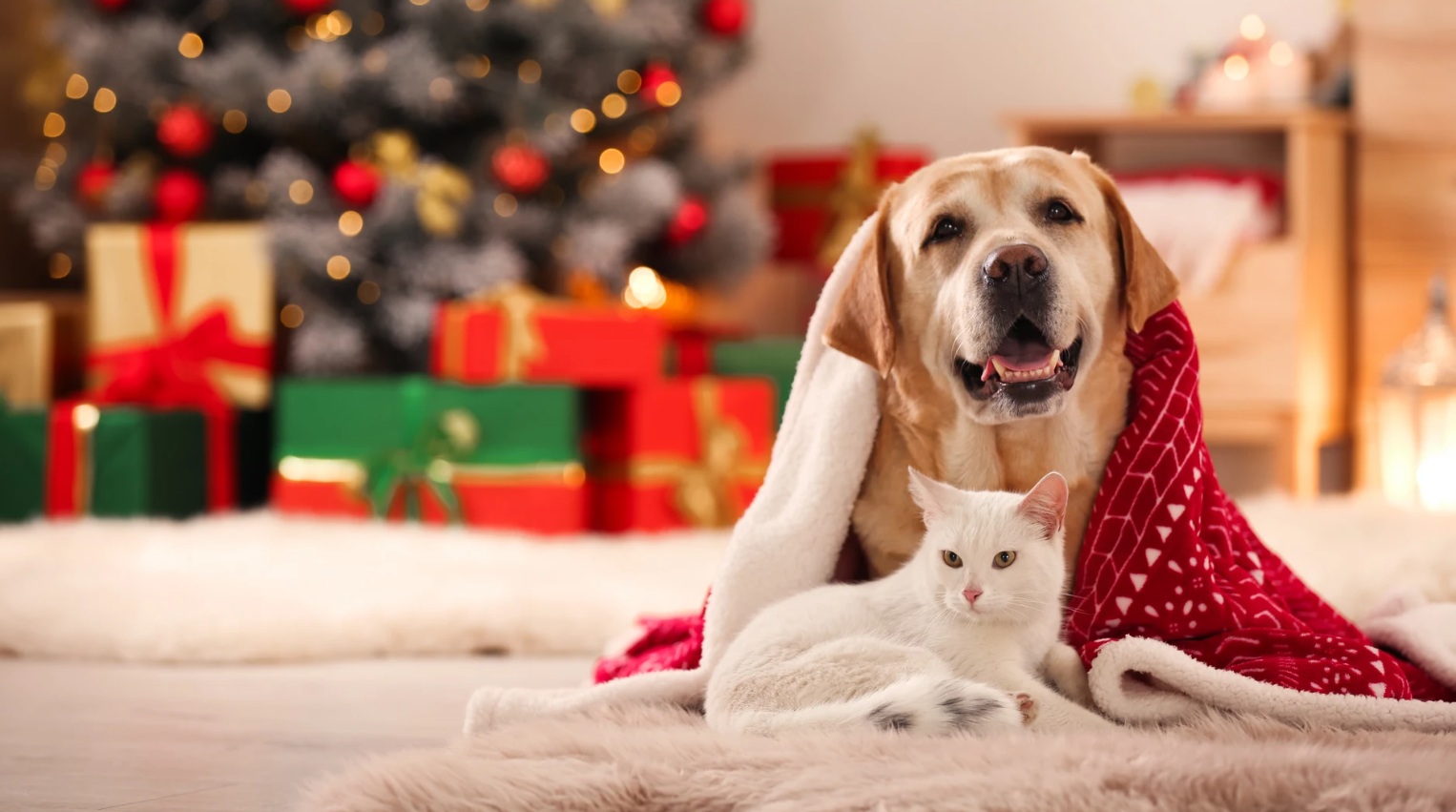 Decoraciones de Navidad: lo que puede ser peligroso para tu mascota (y cómo prevenir accidentes)